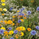BLOEM08622 Bloemenmengsel IPM Bloemen en nuttige insecten - 250 g Mengsel aanbevolen voor IPM (Integrated Pest Management).
Door dit mengsel in stroken langs akkers met landbouwproducten of groenten te zaaien, wordt leefruimte geboden aan nuttige insecten en kunnen ze dicht bij de cultuurgewassen leven om ze tegen plaaginsecten te beschermen.
Het mengsel is ook ontwikkeld om de bodemkwaliteit te verbeteren dankzij soorten die aaltjes bestrijden (Afrikaantje) of het afbraakproces versnellen (Goudsbloem).

Samensteld uit 12 eenjarige en 9 vaste planten, waaronder: Goudsbloem, Korenbloem, Koriander, Schildzaad, Basilicum, Slangenkruid, Meisjesogen, Salie, Hyssop, Boerenwormkruid...

Zaaien: april tot november
Bloemen: vanaf de zomer voor zaaien in de lente, vanaf de lente voor de volgende jaren
Hoogte: 40 tot 60 cm IPM bloemen en nuttige insecten